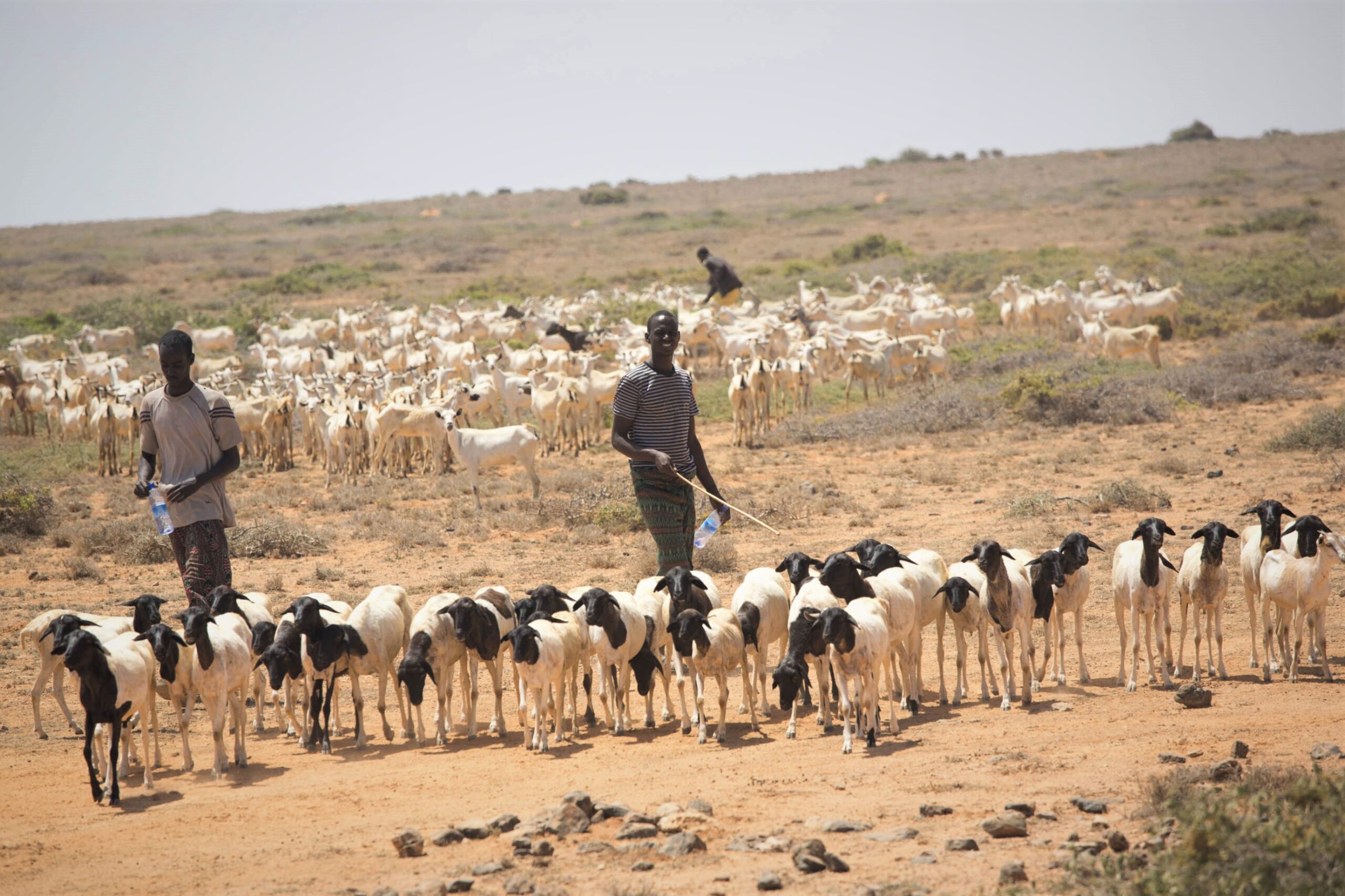 الثروة الحيوانية فى الصومال .. الفرص والتحديات